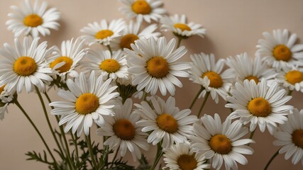 Obraz premium daisies in a garden