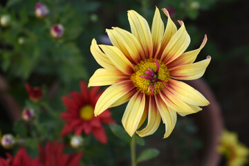 Beautiful Yellow red Orange chrysanthemum flowers closeup in the winter garden, Close-up of Chrysanthemum flower, Field of the Yellow red Chrysanthemum, Beautiful Yellow red flower blooming in nature.