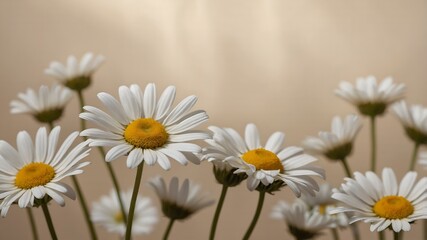Obraz premium daisies in a garden