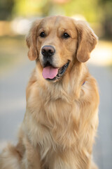 Portrait of a cute, beautiful, good-natured purebred dog.