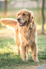 Portrait of a cute, beautiful, good-natured purebred dog.