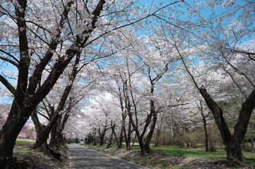 Obraz premium 青空と桜並木