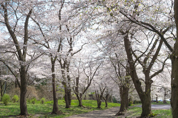 青空と桜並木