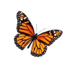 Fototapeta premium Isolated Monarch Butterfly with Orange and Black Pattern on Wings