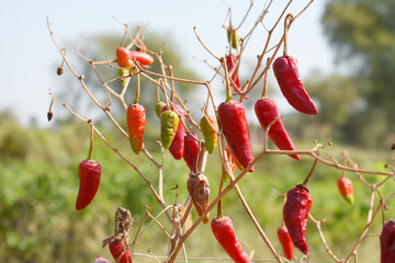 dried red chili vegetable on plant closeup, chili plants in organic farming, Chilies closeup in field, red chili plant in a farmer's field, dried red chili on a plant in Chakwal, Punjab, Pakistan