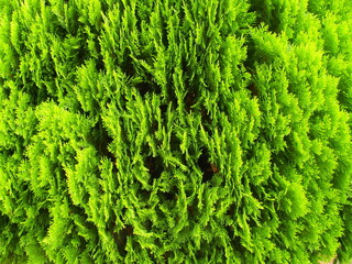 夏の生垣の桧葉