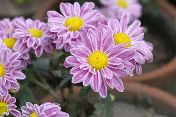Fresh bright blooming pink chrysanthemum flower closeup shot, Chrysanthemums Flowers blooming in garden, beautiful Chrysanthemums flower, pink flower, Close up pink chrysanthemum, Chakwal, Pakistan
