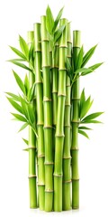 bamboo isolated on white background