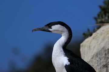 black-faced cormorant