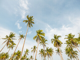 Coconut palm tree at beach with cloud on sky in summer - vintage color tone.