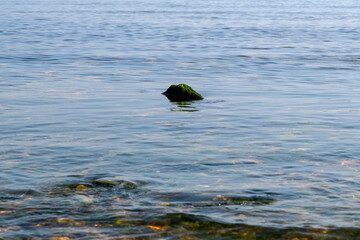 moss-covered rock at the beach