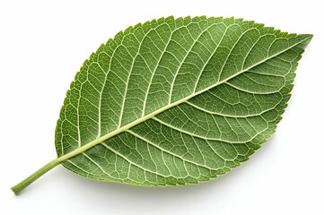 Obraz premium Close Up Green Leaf On White Background