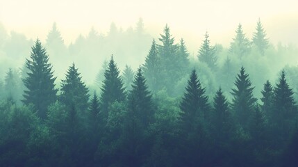 Misty Evergreen Forest Trees Landscape Scene
