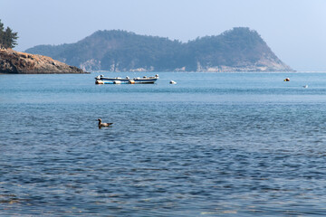 Obraz premium seagull swimming on the sea at the harbor