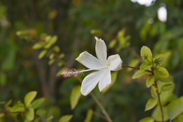 Beautiful flower of Shoeblack on plant, flower, white Shoeblackplant flower, shoe black plant flowers bloom among its dense leaves, Beautiful big white flower closeup, Chakwal, Punjab, Pakistan