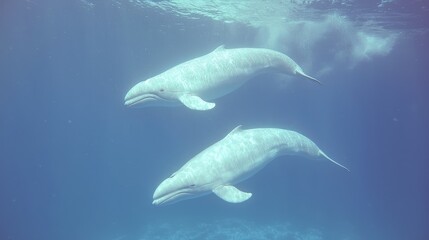 Fototapeta premium Two whales underwater in clear water. Possible use for educational material