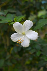 Beautiful flower of Shoeblack on plant, flower, white Shoeblackplant flower, shoe black plant flowers bloom among its dense leaves, Beautiful big white flower closeup, Chakwal, Punjab, Pakistan