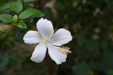 Beautiful flower of Shoeblack on plant, flower, white Shoeblackplant flower, shoe black plant flowers bloom among its dense leaves, Beautiful big white flower closeup, Chakwal, Punjab, Pakistan