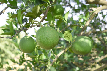 unripe green oranges on tree, close-up of a beautiful orange tree with green oranges, fruit hanging on a tree, Close-up of unripe oranges hanging on a tree, Chakwal, Punjab, Pakistan