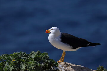 pacific gull