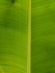 banana leaf