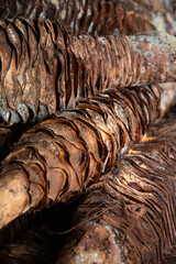 Maguey pineapples cooked in an artisanal Mezcal palenque in Oaxaca, Mexico.