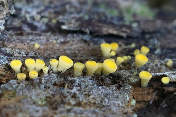 Ditiola radicata, a jelly fungus from Finland, no common English name