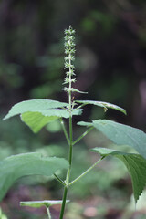 Hedge woundwort, Stachys sylvatica, also known as whitespot  or hedge nettle, plant from Finland