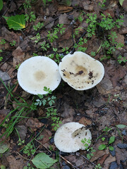 Melanoleuca strictipes, mushroom from Finland, no common English name