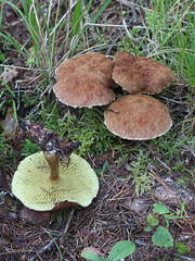 Suillus cavipes, commonly known as hollow bolete or hollow-stalked bolete, wild mushroom from Finland