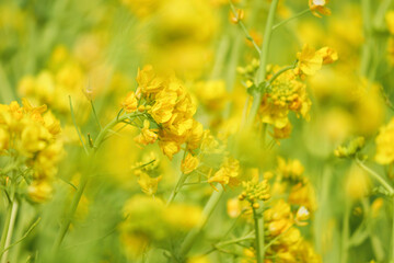 A field with yellow rapeseed flowers. Production of rapeseed oil. Farmland.