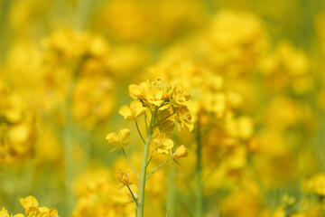 A field with yellow rapeseed flowers. Production of rapeseed oil. Farmland.
