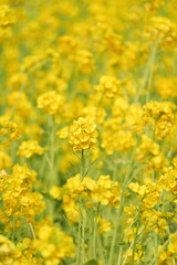 A field with yellow rapeseed flowers. Production of rapeseed oil. Farmland.