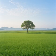 Tall Lone Tree Standing Amidst Vibrant Green Rice Field Landscape