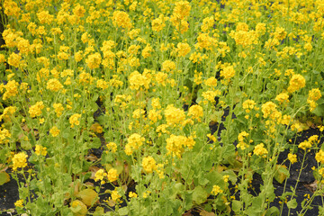 Obraz premium A field with yellow rapeseed flowers. Production of rapeseed oil. Farmland.