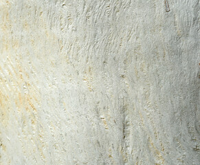 Eucalyptus tree bark texture, Bark of eucalyptus tree, seamless texture, a eucalyptus tree bark texture background image