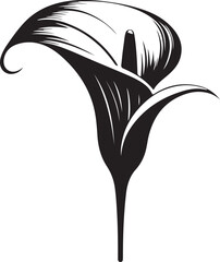 Calla Lily Floral Vector. Silhouette Illustration on Clean White