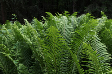 Ferns (Filicatae) in forest,