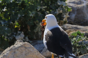 shy albatross
