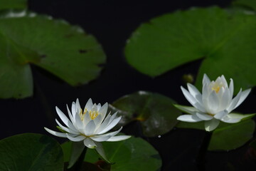 水面に優雅に浮かぶ