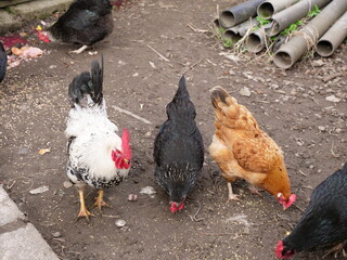 Rooster in agrotechnical conditions. Agriculture.