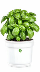 Vibrant Basil Plant in White Pot, Realistic Image