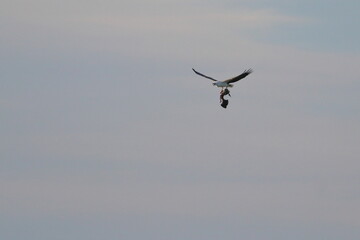 shy albatross