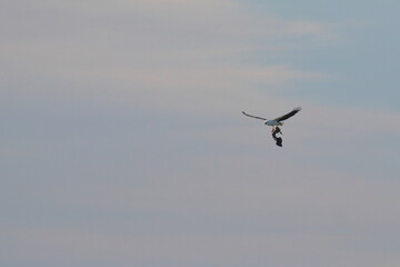 shy albatross