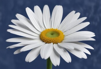 Modern white daisy painting on cobalt blue background, flower, backdrop, painting