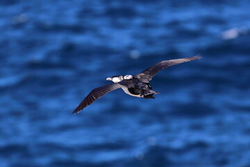 Fototapeta premium black-faced cormorant