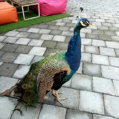 peacock with feathers