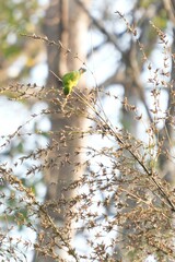 A small, colorful bird in nature is eating the flowers of a bamboo tree.