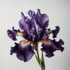 A deep purple iris with delicate, ruffled petals floating against a white background.