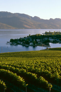winery vineyard kelowna agriculture
